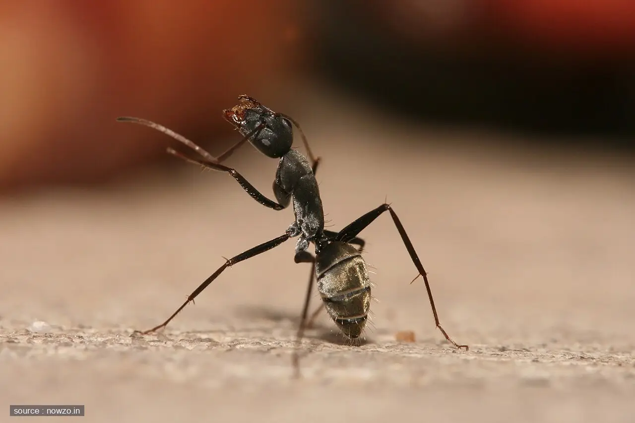 Z.ai GLM-5.3 Nears Mythos 5 in Bug Hunting Performance